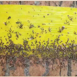 Ruban anti-insectes double face jaune pour extérieur, barrière anti-nuisibles pour fourmis, mites et insectes grimpants - Product Image 5