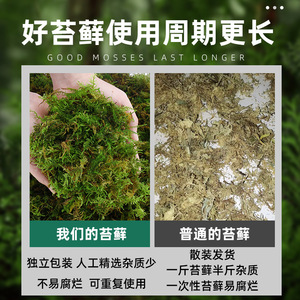 Sphagnum <b>Moss</b> Dry Green <b>Moss</b> For Plant Cultivation Seedling Raising Reptile Turtle Hibernation Substrate Medium Absorbency - Product Image 4