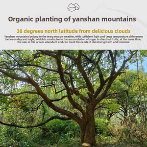 Hạt dẻ rang hạt nhỏ gói sẵn sàng để ăn các loại hạt và trái cây sấy khô đồ ăn nhẹ lành mạnh - Product Image 6