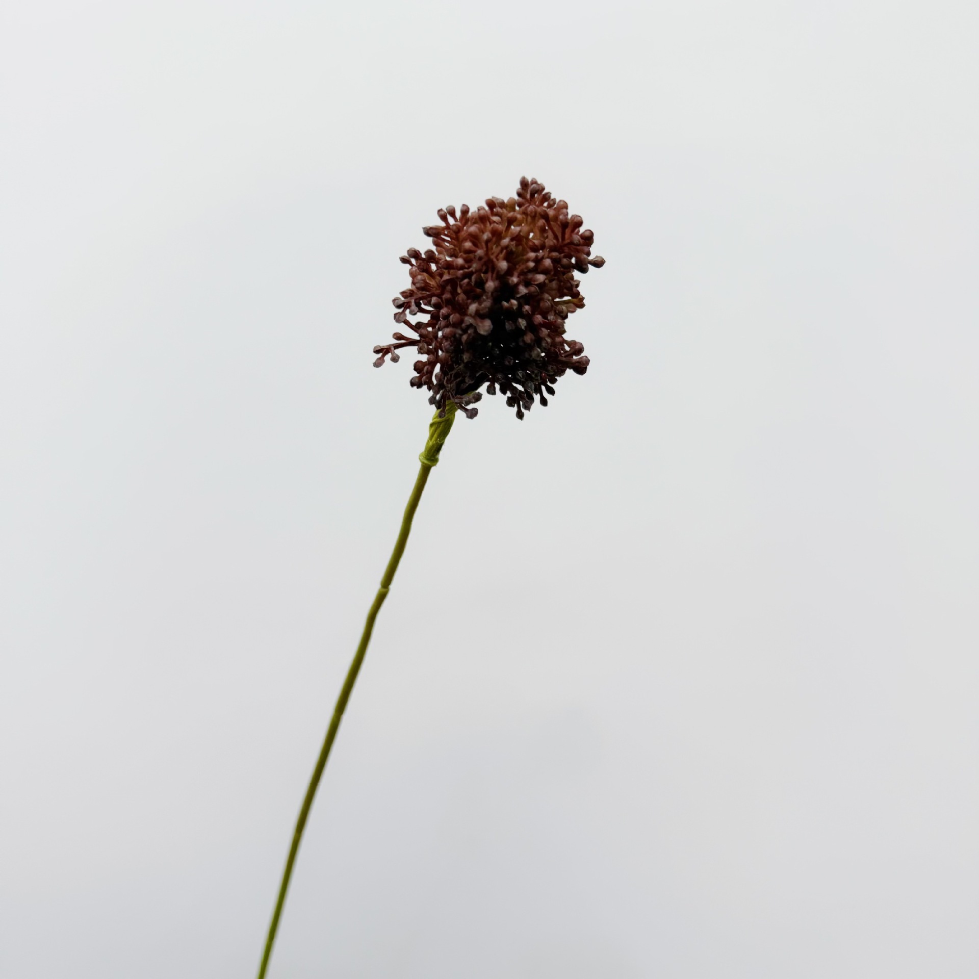 Une seule branche de ciboulette [couleur marron]