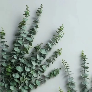 Alfalfa Fresca de Color Capuchino de la Base de Yunnan, 20 Tallos por Ramo, Pétalos de 5 cm, Cultivada <span class=keywords><strong>en</strong></span> Agua, <span class=keywords><strong>en</strong></span> <span class=keywords><strong>Venta</strong></span> - Product Image 5