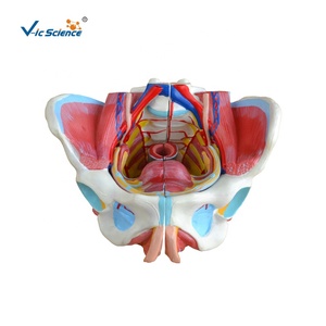 แบบจำลองกระดูกเชิงกรานหญิง แบบจำลองกายวิภาคศาสตร์หญิง สำหรับนักเรียนและแพทย์ แบบจำลองทางกายวิภาคเพื่อการเรียนการสอน - Product Image 4