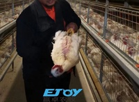 Cage à batterie automatique galvanisée à chaud pour poulets de chair, équipement complet de volaille pour ferme avicole commerciale