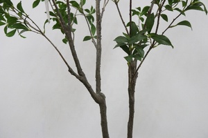 Nouvelle Simulation Moderne d'Arbre Artificiel de 2,4 m de Haut, type Pieris, pour Décoration Intérieure, Plante Japonaise en Pot - Product Image 4