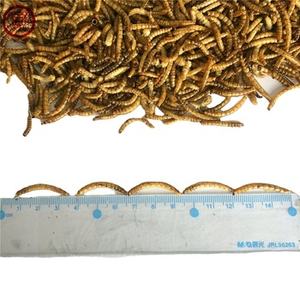 Grado <span class=keywords><strong>de</strong></span> alimentación <span class=keywords><strong>de</strong></span> semillas <span class=keywords><strong>de</strong></span> canario <span class=keywords><strong>de</strong></span> gusano seco a la venta - Product Image 4