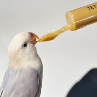 Vente en gros Birdstory : Cuillère d'alimentation pour oiseaux et perroquets en plastique écologique, seringue manuelle, aiguille d'alimentation pour jeunes oiseaux (eau et médicaments)
