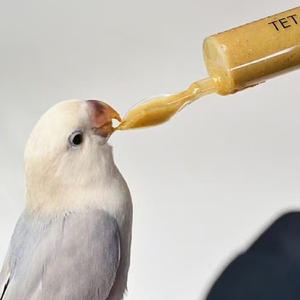 थोक पर्यावरण के अनुकूल पक्षी तोता फीडर चम्मच मैनुअल सिरिंज शिशु पक्षी जल चिकित्सा सुई की आपूर्ति - Product Image 3