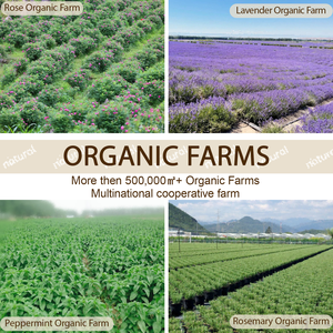 Minyak Biji <span class=keywords><strong>Perilla</strong></span> Laris Manis Berkualitas Tinggi, Minyak Pembawa Cold Pressed Grosir 100% Murni Alami untuk Perawatan Kulit Bayi - Product Image 6