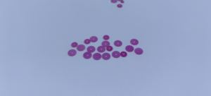 Buse de rubis saphir de haute précision de diamètre de trou inférieur à 0.10 pour analyseur de sang à usage médical - Product Image 2