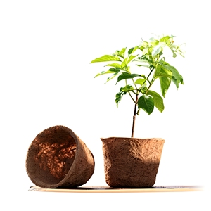 Alta calidad para plantar macetas de fibra de coco/macetas de fibra de coco con precio competitivo de Eco2goVietnam - Product Image 1
