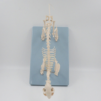 Équipement orthopédique pour l'enseignement : Spécimen osseux de chat et chien, squelette d'animal de compagnie, conforme CE/ISO