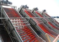 Équipement de Concentration de Tomates à Haute Efficacité & Ligne de Fabrication de Base de Ketchup, Machines de Qualité Alimentaire pour la Production de Sauce Tomate