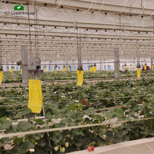 GT Thương mại nông nghiệp Cà Chua Dâu Tây thủy canh nhà kính mùa đông aquaponic - Product Image 5