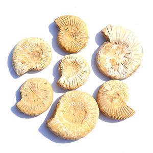 Fósil blanco marroquí Natural, gran oferta, alta calidad - Product Image 1