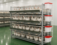 Fabricant de cages à poules pondeuses en structure H, système de cages en batterie automatique pour poules pondeuses avec alimentation et élimination des excréments