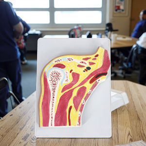 Modelo de <span class=keywords><strong>Anatomía</strong></span> de la articulación del hombro transversal para entrenamiento de Ciencias Médicas - Product Image 2