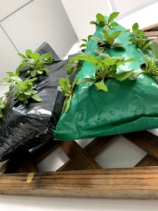 <span class=keywords><strong>Sac</strong></span> de culture vertical en PE écologique, multi-poches, pour fraises, herbes et légumes, idéal pour jardin et <span class=keywords><strong>balcon</strong></span> - Product Image 4