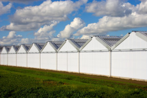 Chuyên gia xây dựng nhà kính nhà kính lớn nhịp nhà kính nông nghiệp, quy hoạch tùy chỉnh, thiết kế và hướng dẫn xây dựng - Product Image 6