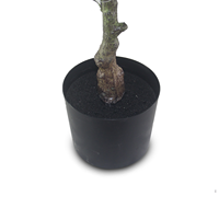 Plante d'intérieur artificielle CHUANGFA de 80 cm, Clerodendrum Wallichii blanc rosé, écologique, décoration de mariage, Halloween, toujours vert