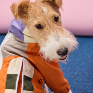 Fabricante de Ropa para Perros Personalizada OEM ODM, Chaqueta Impermeable, Antiinsectos y Antisuciedad para Perros <span class=keywords><strong>Basset</strong></span> <span class=keywords><strong>Hound</strong></span> - Product Image 5