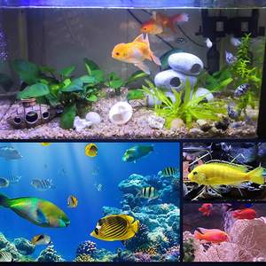 Cichliden Rock Cave Aquarium Decoraties Hars <span class=keywords><strong>Betta</strong></span> Vis Hideout Stapelbare Kleine Aquarium Steen Hideaway Decor Ornament - Product Image 3