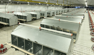 2024 Kaleter caja nido automática de 16 roles para pollos nuevos productos de material de lámina galvanizada en caliente - Product Image 6