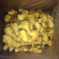 Extracteur de gingembre jaune du sénégal, haute qualité, extracteur de gingembre frais