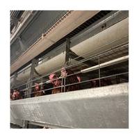 Cages automatiques galvanisées de type H, économes en énergie, gain de place, idéales pour une ferme avicole de 10 000 oiseaux