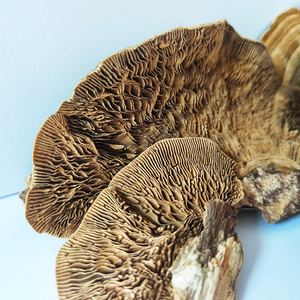 Lenzites séchées de qualité supérieure, champignon de betulina, champignon de polypores à vendre - Product Image 3