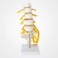 עמוד השדרה דגם המותני PVC חומר אמיתי תמונה אנטומי אדם עמוד השדרה חמישה קטע המותני עמוד השדרה דגם W/עצם העצה זנב סוס עצב