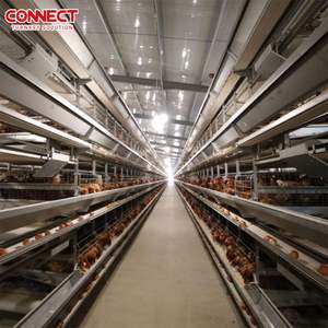 Machine de ligne d'alimentation automatique à grande échelle système de cages à poulet en batterie pour volailles et oiseaux - Product Image 3