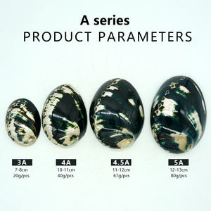 Coquille d'ormeau noire naturelle polie en gros, coquillages artisanaux pour <span class=keywords><strong>la</strong></span> fabrication <span class=keywords><strong>de</strong></span> bijoux, décoration artisanale pour brûler le <span class=keywords><strong>sauge</strong></span> - Product Image 2