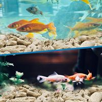 Pierre corallienne PKY pour l'aménagement paysager des aquariums et des bassins à poissons