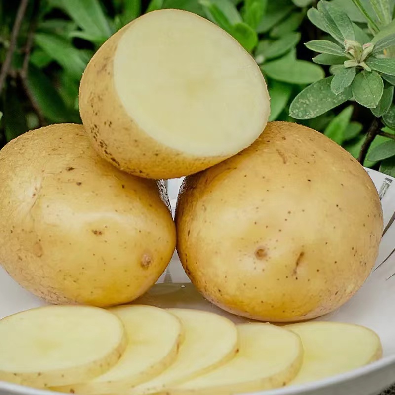 Grosir kentang manis dari Cina Kentang Kuning untuk konsumsi manusia ubi jalar rasa sangat baik dengan kualitas baik