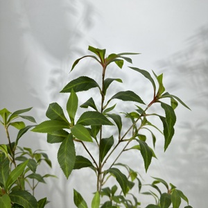 Árbol Artificial de Pieris Japonica, Planta Artificial Realista para Decoración del Hogar, Hotel u Oficina - Product Image 6