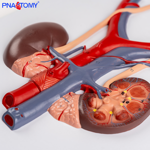 Modèle anatomique du système urinaire humain en PVC, uretère, vessie, urètre, rein - Product Image 2