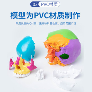 Modèle de crâne coloré, modèle de crâne pour l'enseignement en clinique dentaire avec 22 pièces détachables, modèle de crâne démontable. - Product Image 5