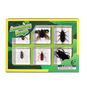 Prensa-papeles de taxidermia de insectos reales en bloque de resina, especímenes de coleopteros en resina, herramientas educativas para la enseñanza - Product Image 2