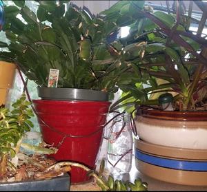 Système d'<span class=keywords><strong>arrosage</strong></span> automatique <span class=keywords><strong>goutte</strong></span> à <span class=keywords><strong>goutte</strong></span> Système d'<span class=keywords><strong>arrosage</strong></span> automatique Spike pour fleur abreuvoir <span class=keywords><strong>bouteille</strong></span> - Product Image 3