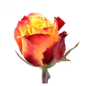 Premium Kenyan potongan bunga segar Salambo oranye merah mawar eksotis kepala besar 40cm batang grosir ritel potongan segar mawar
