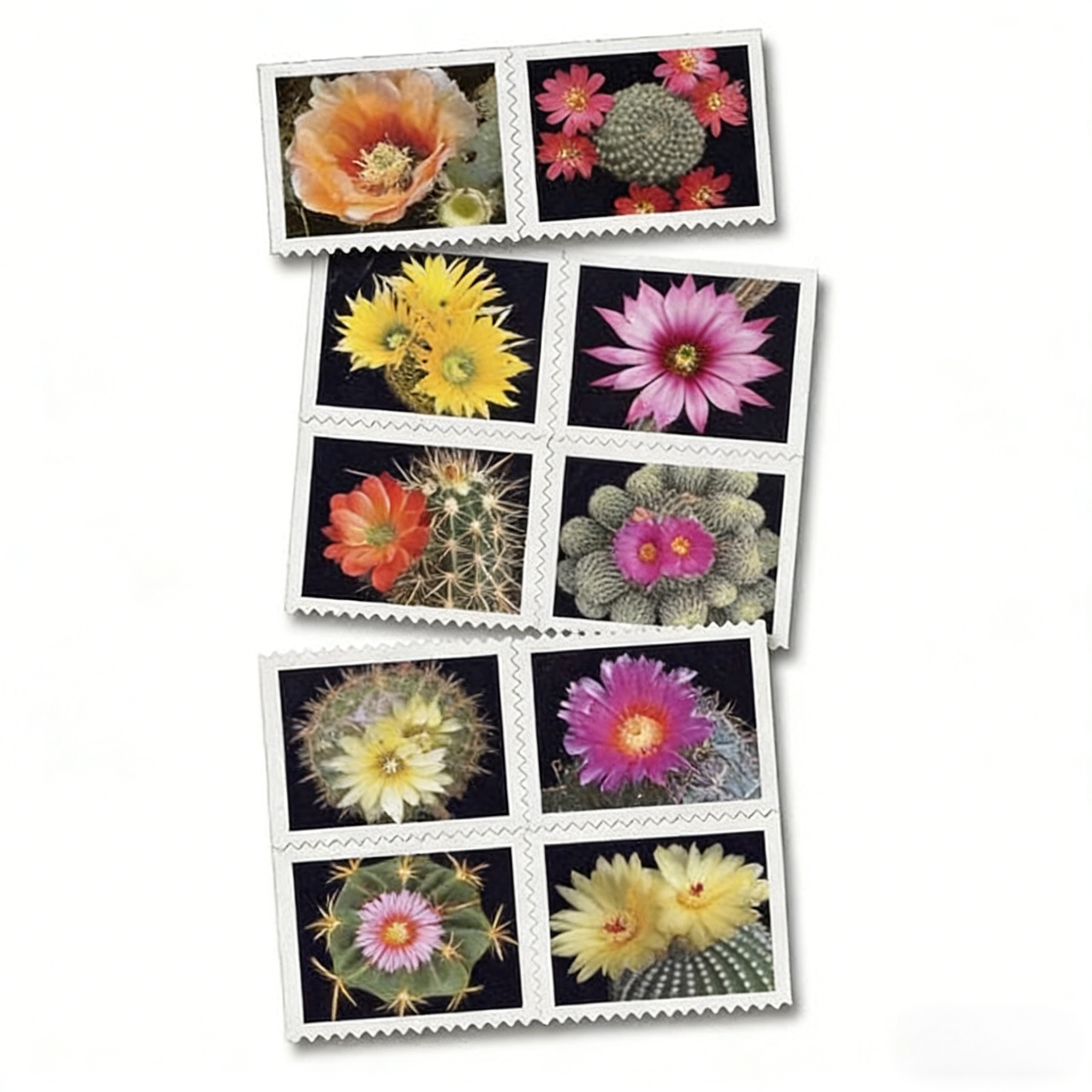 Fleurs de cactus 2019 500374-B0-11-19XRZ