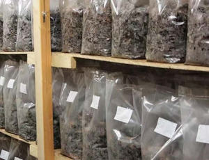 High Strength Mushroom Substrate Grow <b>Bags</b> for Commercial Shiitake and Oyster Cultivation - Product Image 3