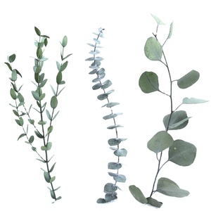 ใบยูคาลิปตัสคุณภาพสูง บาง ทนทาน คงรูปทรงได้นาน สำหรับตกแต่งบ้าน ดอกไม้และพืช - Product Image 3