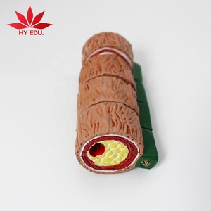 Giảng Dạy Y Tế 4 Giai Đoạn Mạch Máu Mô Hình Giải Phẫu Mạch Máu Mô Hình Y Tế Mạch Máu - Product Image 4