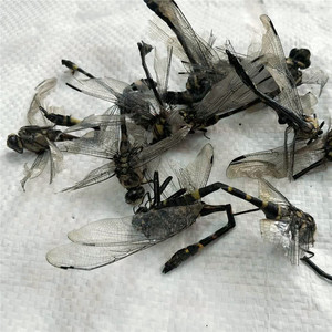 100g Gan Qing Ting libellula essiccata <span class=keywords><strong>Anax</strong></span> Parthenope naturale per la vendita - Product Image 3
