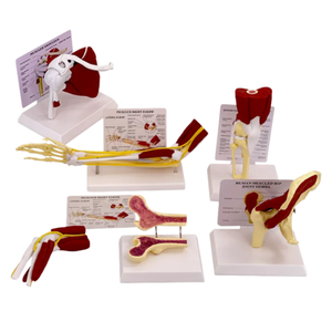 Modelo de Anatomía Muscular Humana, Figura de la Musculatura <span class=keywords><strong>del</strong></span> <span class=keywords><strong>Cuerpo</strong></span> <span class=keywords><strong>Humano</strong></span> para la Enseñanza Médica y el Aprendizaje de Anatomía - Product Image 4
