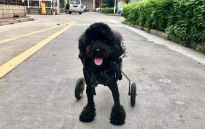 HEDY PW01-silla de ruedas ajustable para perros grandes, medianos y pequeños, andador con patas traseras, alta calidad, suministro de fábrica - Product Image 5