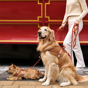 Arnés para Perro Resistente y Duradero OEM, Hebilla de Metal, Liberación Rápida, Collar para Perro, Arnés Acolchado Suave para Mascotas - Product Image 5