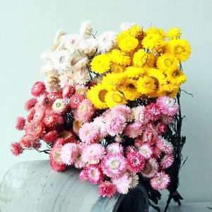 Fleur de fraise séchée Chrysanthemum <span class=keywords><strong>Helichrysum</strong></span> <span class=keywords><strong>Bracteatum</strong></span> Angiospermae Fleur séchée pour la fête des mères Graduation Noël - Product Image 1