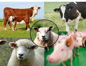 Étiquette d'oreille animale Rfid étiquettes d'oreille pour animaux pour vache mouton cheval vache cochon mouton bétail étiquettes d'oreille - Product Image 5